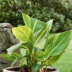Canna Lily Pretoria / Bengal Tiger: Variegated Green Foliage – 2-Rhizomes