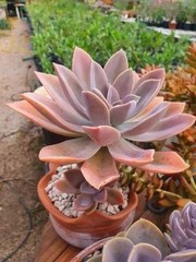 Rare Succulent Pink Graptoveria Dusty Easy Care Rooted Live Plant 3-Inch