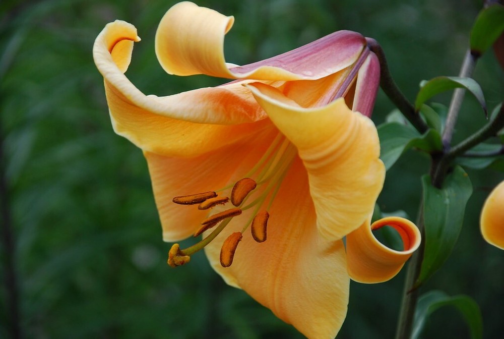PICK YOUR LILY – CHOOSE FROM 35 DIFFERENT VARIETIES!!! EASY TO GROW FLOWER BULBS
