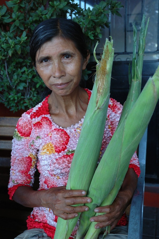 Nayarit Jala Rojo Corn Seeds (50) / Mexican Heirloom / Super Rare