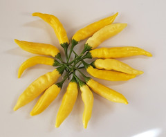 Lemon Drop / Aji Limon Pepper (25 Seeds) Free Shipping,crisp and spicy!