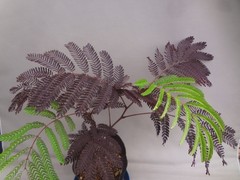 Albizia julibrissin ‘Karasuba’ black leaf [Must read description]