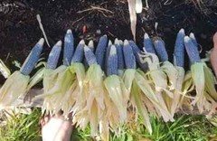 Amish Blue Popcorn Seeds (50) / ORGANIC / DELICIOUS / SUPER RARE