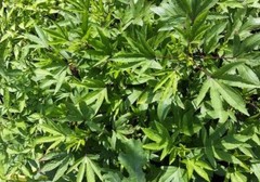 2026 Heirloom Vegetable Seeds – Premium Garden Seeds for Planting