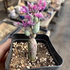 8CM Succulent Cactus Plant Senecio Articulatus Variegata Asteraceae Home Garden