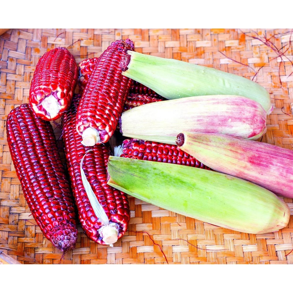 50pcs Bloody Butcher Corn Heirloom Seeds – Non-GMO, Open-Pollinated