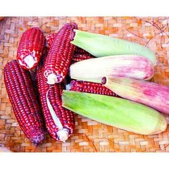 50pcs Bloody Butcher Corn Heirloom Seeds – Non-GMO, Open-Pollinated