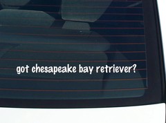 got chesapeake bay retriever? CAR DECAL BUMPER STICKER VINYL FUNNY JOKE WINDOW