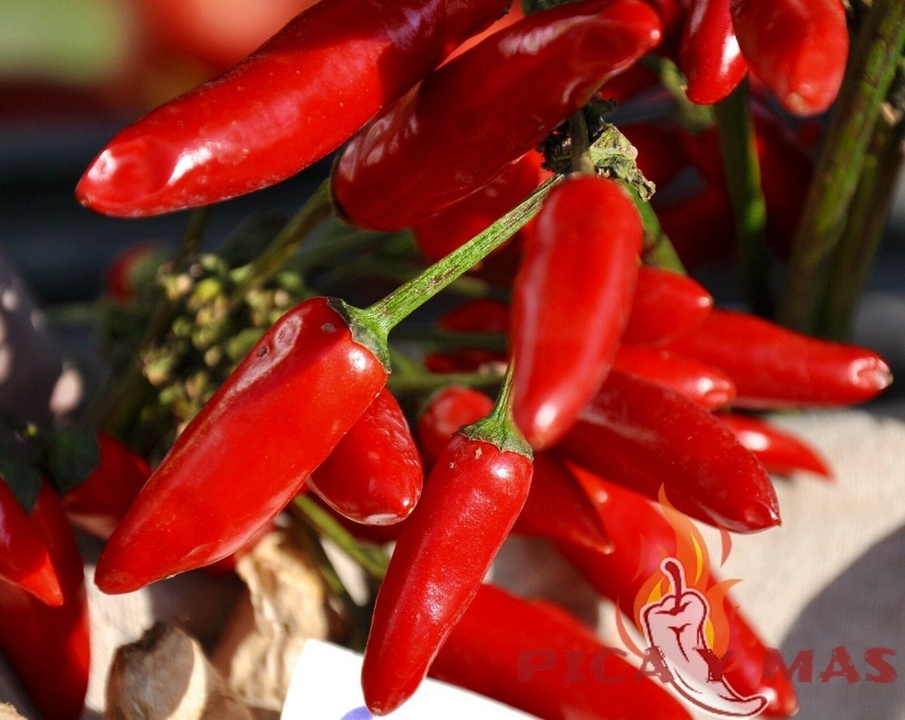 SERRANO ROJO 30 SEEDS 100% GUARANTEED SPICY CHILLI CHILLI PEPPER