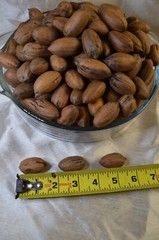 Pecans In-Shell 2.5 lbs Utah Grown Paper Shell Pecan 2023-’24 Crop Free Shipping