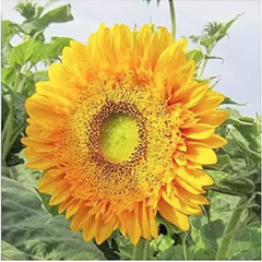 120+ DOUBLE SUN SUNFLOWER SEEDS – LARGE – BOLD COLOR – UNUSUAL ———— RARE