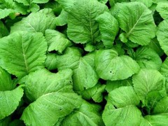 Florida Broadleaf Mustard Seeds, India, NON-GMO, Garden Growing, FREE SHIPPING
