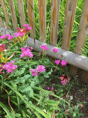 25 None so Pretty (Silene armeria) or Catchfly Seeds