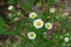 1/4 TSP + ANNUAL FLEABANE DAISY SEEDS/Erigeron annuus/NATIVE US
