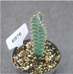 3PCS 7-9cm Cactus Succulent Plants Euphorbia Virosa Garden Flowering Plants#17