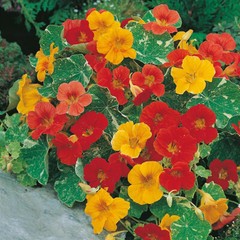 Alaska Mix Nasturtium Seeds | Non-GMO | Free Shipping | Seed Store | 1198