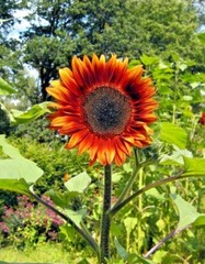 51+RED SUN SUNFLOWER Seeds Branching Cut Flowers Summer Garden Native Plant Easy