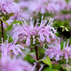 BEE BALM WILD BERGAMOT Perennial Beneficial Bees Hummingbirds Non-GMO 200 Seeds!