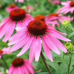 Landscaper’s Pack SHADE Mix Wildflowers Annual Perennial Heirloom 5000 Seeds!