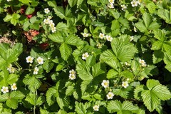 20 ‘ PINEAPPLE CRUSH ‘ STRAWBERRY Everbearing Fragaria Vesca Alpine White Yellow