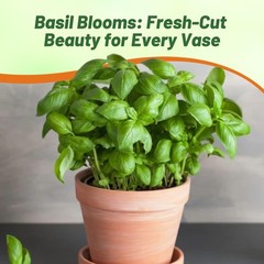 1 LB Basil Seed – Large Leaf Sweet Basil Herb Seeds