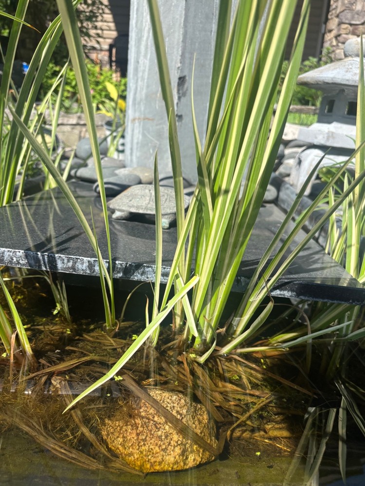 Cold Hardy Variegated Sweet Flag Aquatic Marginal Pond Plant – 4 plants