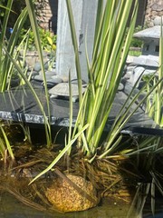 Cold Hardy Variegated Sweet Flag Aquatic Marginal Pond Plant – 4 plants