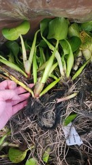 Florida Water Hyacinth Tropical Aquatic Floating Pond Plant