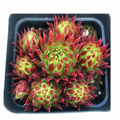 8CM Succulent Plant Jovisbarba Allionii Crassulaceae Home Garden Beautiful Plant