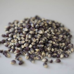 Amish Blue Popcorn Seeds (50) / ORGANIC / DELICIOUS / SUPER RARE