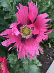 1,000 Rare Afghan Laciniated Poppy Seeds P. Somniferum Fringed & Serrated Blooms