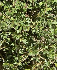 2000+ Golden Purslane Seeds (Portulaca sativa)–2025 Harvest–Rich in Omega-3