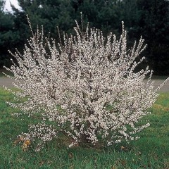 1 Nanking Cheropugy bush cherry, rooted plant. Zones 4-8