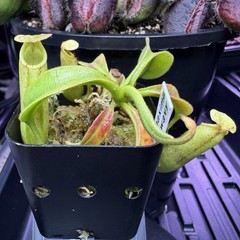 Nepenthes Maxima Wavy – Seed Grown Genetically Unique Easy Care Big Pitchers