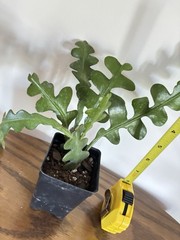 ZIG ZAG FISHBONE PLANT AS SHOWN IN 2 1/2″ POT