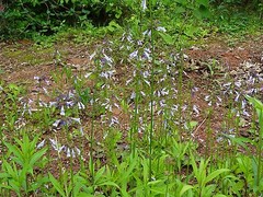 Lyreleaf Sage Salvia Lyrata Native 300 seeds Fresh From 2023 for Hummingbirds
