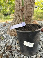 GRAFTED (SUPER RARE) THAI PURPLE NAM DOC MAI/SI MEUANG 12″ OR MORE TALL