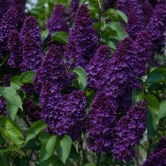 25 Lilac Seeds Fragrant Flowering Tree Perennial Flower Seed “Dark Purple”