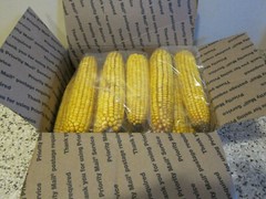 10LB (approx 24 ears) OF EAR CORN BIRDS-SQUIRRELS-OTHER WILDLIFE. FREE SHIPPING