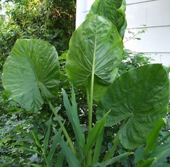 Alocasia – Calidora