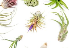 Grab Bag Small/Medium Air Plants & Fertilizer-Wholesale Tillandsia, Easy Care