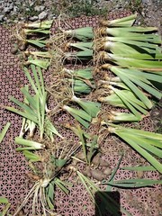 15 Iris Fresh Bearded Iris Rhizomes Mixed Varieties