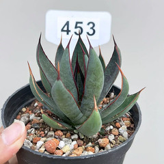1Pieces 8cm Seedgrowth RareCactis Plant Agave Praying Hands Beautiful Outdoors