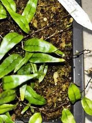 Microgramma sp. ‘hirsute blue’ Ecuador 4×6 Bonsai Pot Rare