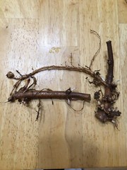 Start Next Year’s Crop Today. 3 Organic Cascade Hop Rhizomes, $22.00