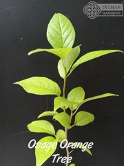 Osage Orange Tree (Maclura pomifera) – Hedge Apple – Live Plant – Multiple Sizes