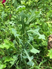 Wild Prickly Lettuce SEEDS Lactuca Serriola Medicinal*Pain/Withdrawal~100% Clean