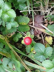 10 Live Wild Strawberry Plants Fragaria Vesca Rhizomes Perennial coverground