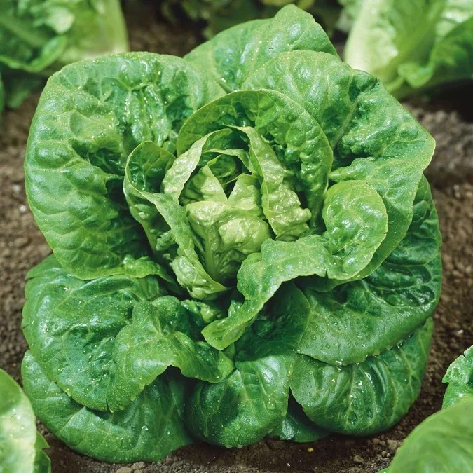 500+ Little Gem Butterhead Lettuce Seeds ————– Heirloom — Organic