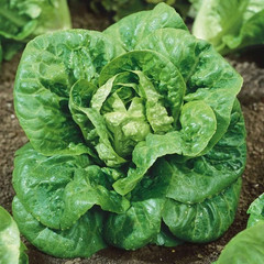 500+ Little Gem Butterhead Lettuce Seeds ————– Heirloom — Organic